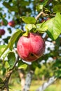 Close up of an apple on a tree in a garden Royalty Free Stock Photo