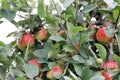 Group of hanging apples, fresh ripe fruit and green background Royalty Free Stock Photo