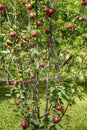 Close-up of apple tree with red apples in garden Royalty Free Stock Photo