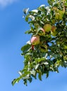 Close up of apple tree, sun kissed green apples growing on a branch against a blue sky, Eastern Washington State, USA Royalty Free Stock Photo