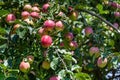 Close up of apple tree, sun kissed green apples growing on a branch, Eastern Washington State, USA