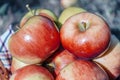 Close-up Apples in a basket. Autumn harvest Royalty Free Stock Photo