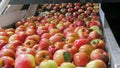 Close up of apples being washed and traveling up a conveyor belt in a tasmanian apple packing shed Royalty Free Stock Photo