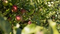Close up apples on a branch on a tree. eco-friendly garden Royalty Free Stock Photo