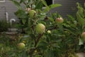 Close up of apples growing and beginning to ripen on an Espalier Apple Tree in the summer in Trevor, Wisconsin