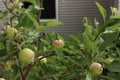 Close up of apples growing and beginning to ripen on an Espalier Apple Tree in the summer in Wisconsin
