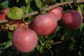 A close up of apples of the `President` variety (columnar apple tree) on a branch in the orchard Royalty Free Stock Photo