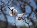 Close up of apricot blossoming branch on light background Royalty Free Stock Photo