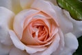 Macro of apricot colored rose Royalty Free Stock Photo