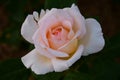 Macro of apricot colored rose Royalty Free Stock Photo