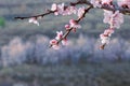 Apricot flower