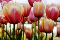 Close-up of apricot, pink, orange and white tulips