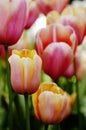 Close-up of apricot, pink, orange and white tulips