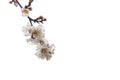 Close-up of apricot tree twig in blossom with white flowers isolated on white background. Copy space. Royalty Free Stock Photo