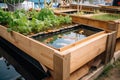 close-up of aquaponics system, with water flowing and fish swimming