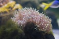 Close-up of aquarium corals