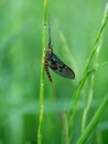 Close-up of an aquatic insect called Mayfly, also known as Canadian soldier or fishfly Royalty Free Stock Photo