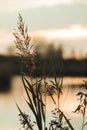 Close up of aquatic plants in the Llobregat Delta Natural Park at sunset