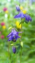 Close up of an Aquilegia Canadensis or blue columbine in full bloom