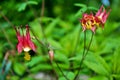 Close up of an Aquilegia Canadensis or red columbine in full bloom in my garden