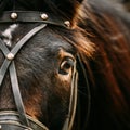 Close Up Of Arabian Bay Horse Royalty Free Stock Photo