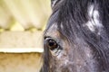 Close Up Of Arabian Bay Horse Royalty Free Stock Photo