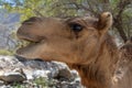 Close up of Arabian camel chewing