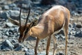 A close up of an Arabian Sand Gazelle Gazella marica in the rocks of the United Arab Emirates UAE