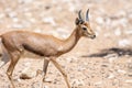 A close up of an Arabian Sand Gazelle Gazella marica in the rocks of the United Arab Emirates UAE Royalty Free Stock Photo