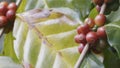 Arabicas coffee beans ripening on tree in North of thailand