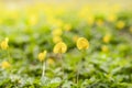 close-up Arachis pintoi flower