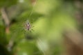 Close-up of Araneus diadematus spider on the net Royalty Free Stock Photo