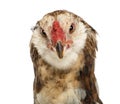 Close-up of an Araucana, 5 months old Royalty Free Stock Photo