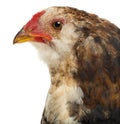 Close-up of an Araucana, 5 months old Royalty Free Stock Photo