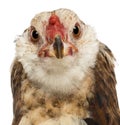 Close-up of an Araucana, 5 months old, looking Royalty Free Stock Photo