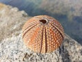 Close-up of an arbacia lixula or urchin shell