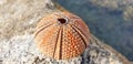 Close-up of an arbacia lixula or urchin shell.