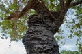 Close up of an arboreal termite nest in a Cashew tree in the Rupununi Savannah of Guyana Royalty Free Stock Photo