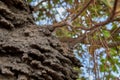 Close up of an arboreal termite nest in a Cashew tree in the Rupununi Savannah of Guyana Royalty Free Stock Photo