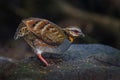 Close up of Arborophila rufogularis Royalty Free Stock Photo