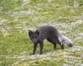 Close up arctic fox Alopex lagopus beringensis portrait curiously looking to the camera standing on green grass