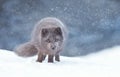 Close up of an Arctic fox in the falling snow