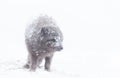 Close up of an Arctic fox in the falling snow Royalty Free Stock Photo