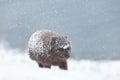 Close up of an Arctic fox in the falling snow Royalty Free Stock Photo