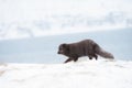Close up of an Arctic fox running