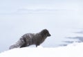 Close up of an Arctic fox standing in snow Royalty Free Stock Photo