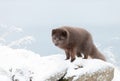 Close up of an Arctic fox standing in snow Royalty Free Stock Photo