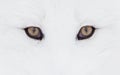 Close-up of an Arctic fox Vulpes lagopus eyes in a Canadian winter