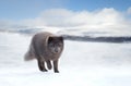 Close up of an Arctic fox in winter