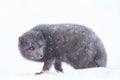 Close up of an Arctic fox in winter